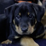 Beauceron-Welpen-8.Woche-E-Wurf-Nikolaus-Kugler_von-den-Waechtern-aus-Bayern