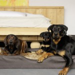 Beauceron-Welpen-8.Woche-E-Wurf-Nikolaus-Kugler_von-den-Waechtern-aus-Bayern