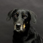 Beauceron Hündin Arven