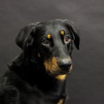 Beauceron Rüde Carus