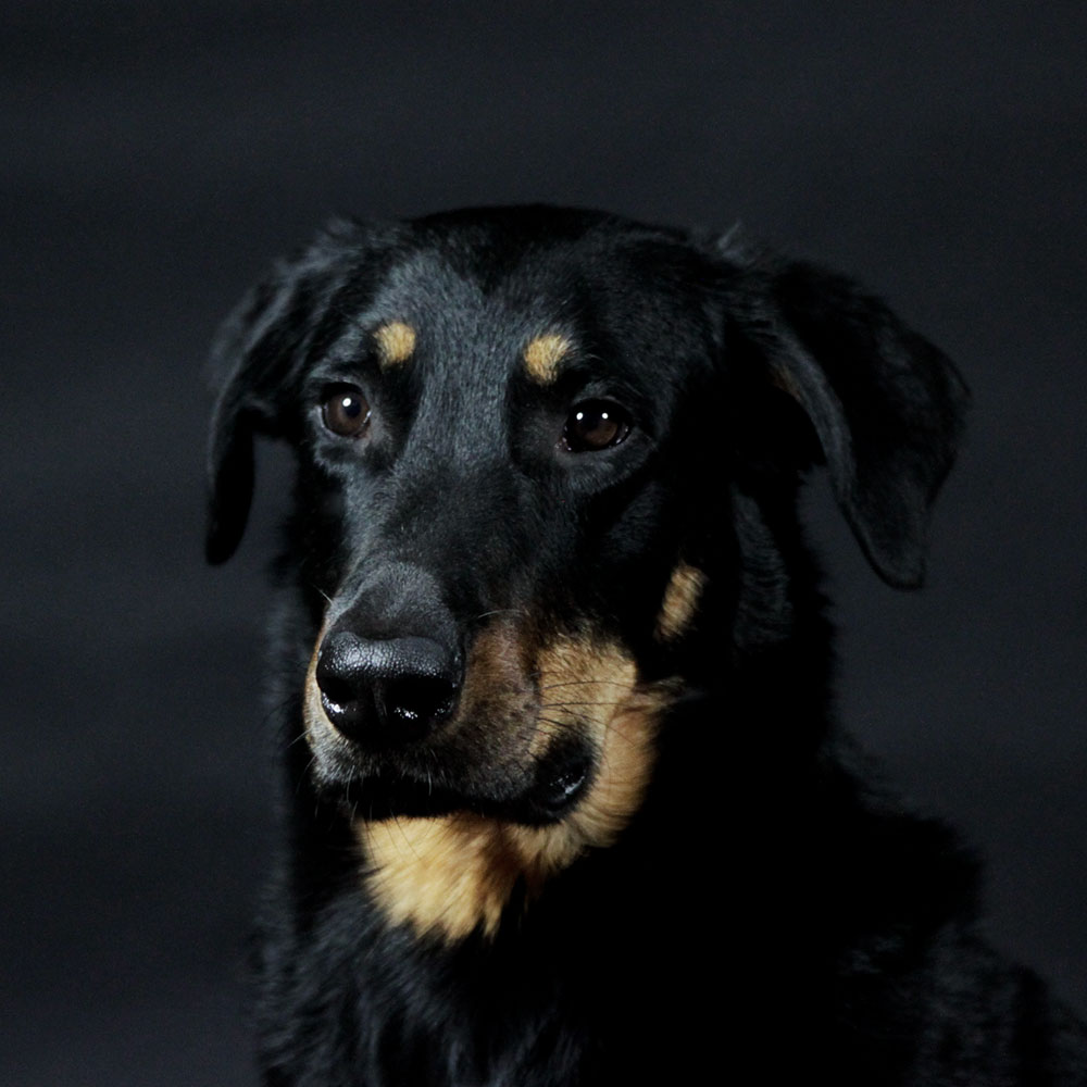 Beauceron Ebony von den Waechtern aus Bayern