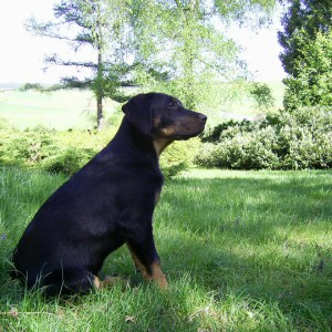 Beauceron-Huendin-Arven-12-Wochen