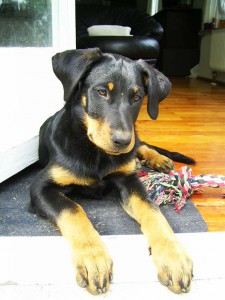 Beauceron-Hündin-Nava-12-Wochen