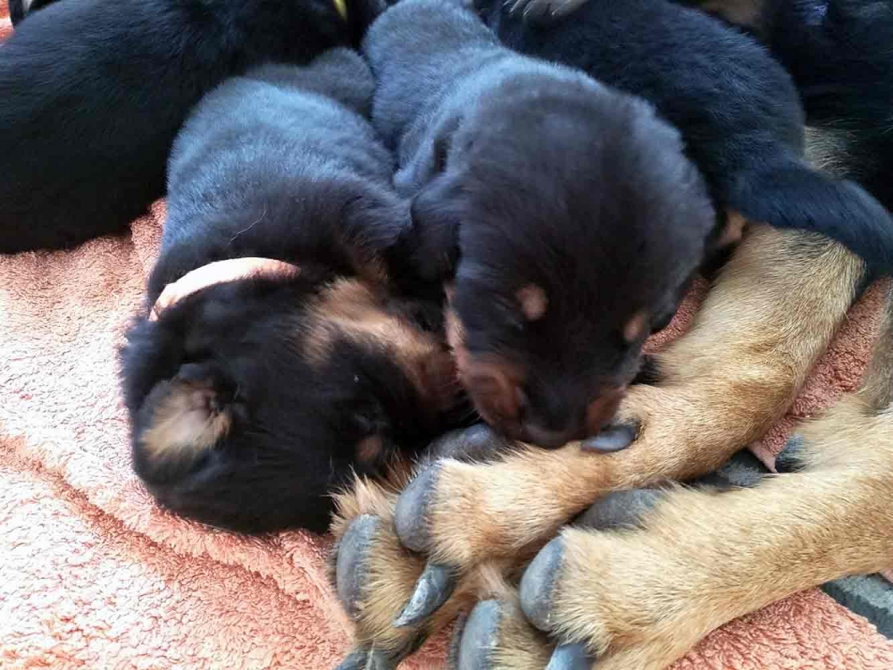 Nikolaus-Kugler-F-Wurf-Ebony-von-den-Waechtern-aus-Bayern